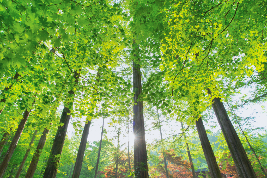 Environment